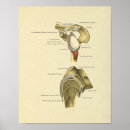 Search for ligaments Joint