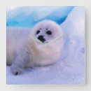 Search for harp seal posters Wild animals