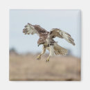 Search for hover magnets Bird