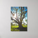 Search for live oak tree Louisiana