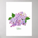 Search for lilac flower posters Watercolor