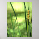 Search for cattails posters Wetlands