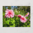 Search for otto postcards Flower