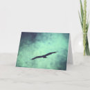 Search for flying eagle cards Photography