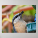 Search for orange and black stripes posters Wildlife