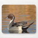 Search for drake mousepads Wildlife