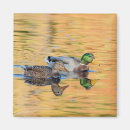 Search for birdwatchers magnets Wildlife