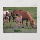 Search for goby postcards Animal