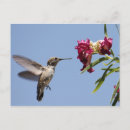 Search for spring bird postcards Wildlife