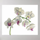 Search for orchids posters Floral