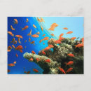 Search for reef postcards Colour