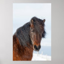 Search for headshot posters Horse