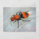 Search for ant photography Wildlife