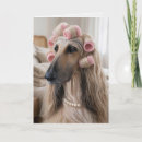 Search for afghan hound cards Dog
