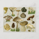Search for edibles postcards Vegetable