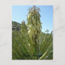 Search for desert flowers postcards Yucca
