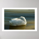 Search for soft water posters Lake