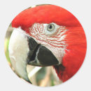 Search for scarlet stickers Macaw