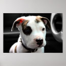 Search for pit bull puppy posters Apbt