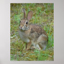 Search for cottontail posters Wildlife