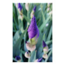 Search for purple iris posters Garden