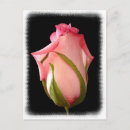 Search for fancy pink postcards Roses