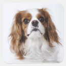 Search for cute camera stickers Looking at camera