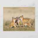 Search for burrowing postcards Nature
