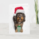 Search for bernedoodle cards Funny