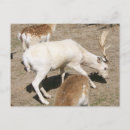 Search for non photography Animals