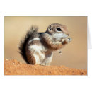 Search for desert squirrel Superstock