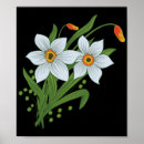Search for jonquil posters Narcissus