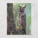Search for animals of north america postcards Owl