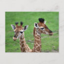 Search for two giraffe postcards Animal