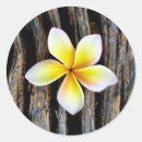 Search for leis stickers Tropical