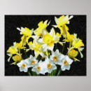 Search for daffodil art Narcissus