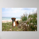 Search for boxer posters Animals