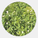 Search for lush stickers Floral