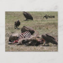Search for carcass Nature