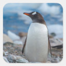Search for antarctic stickers Bird