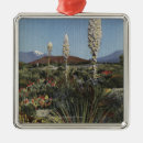 Search for blooming tree Cacti
