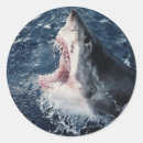 Search for amos stickers Animal