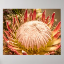 Search for protea posters Floral