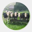 Search for cow magnets Cute