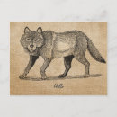 Search for wild wolf postcards Vintage