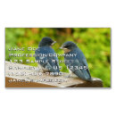 Search for swallows photography Barn swallow