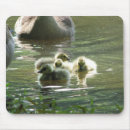 Search for goslings mousepads Geese