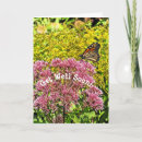 Search for butterfly get well cards Photography