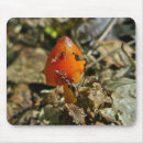 Search for cone mousepads Nature