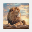 Search for lion predator magnets Wild